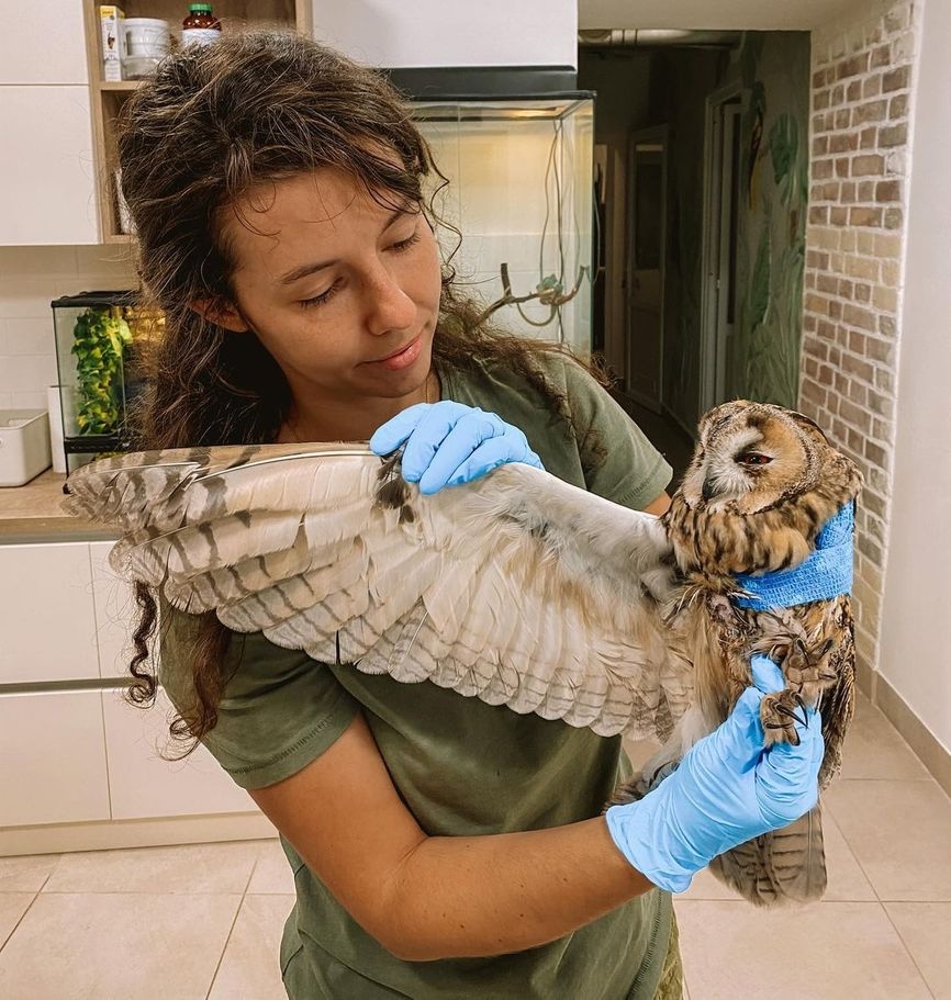 The owl rescued by the Stoyanovs managed to recover from a compound wing fracture