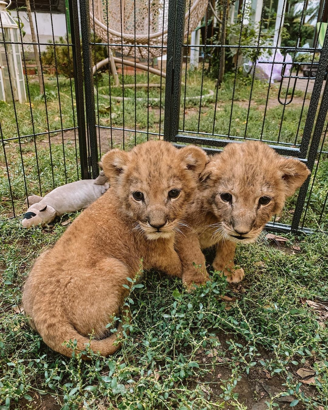 The lion cubs rescued by the Stoyanovs at their clinic