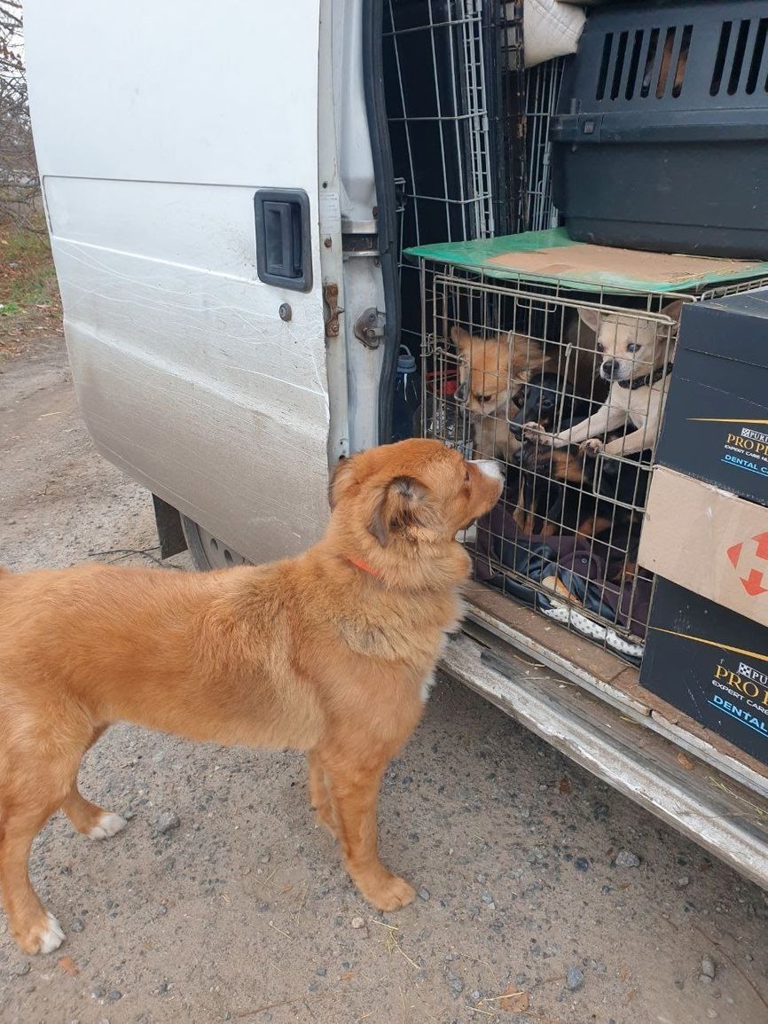 Baron calming other dogs down