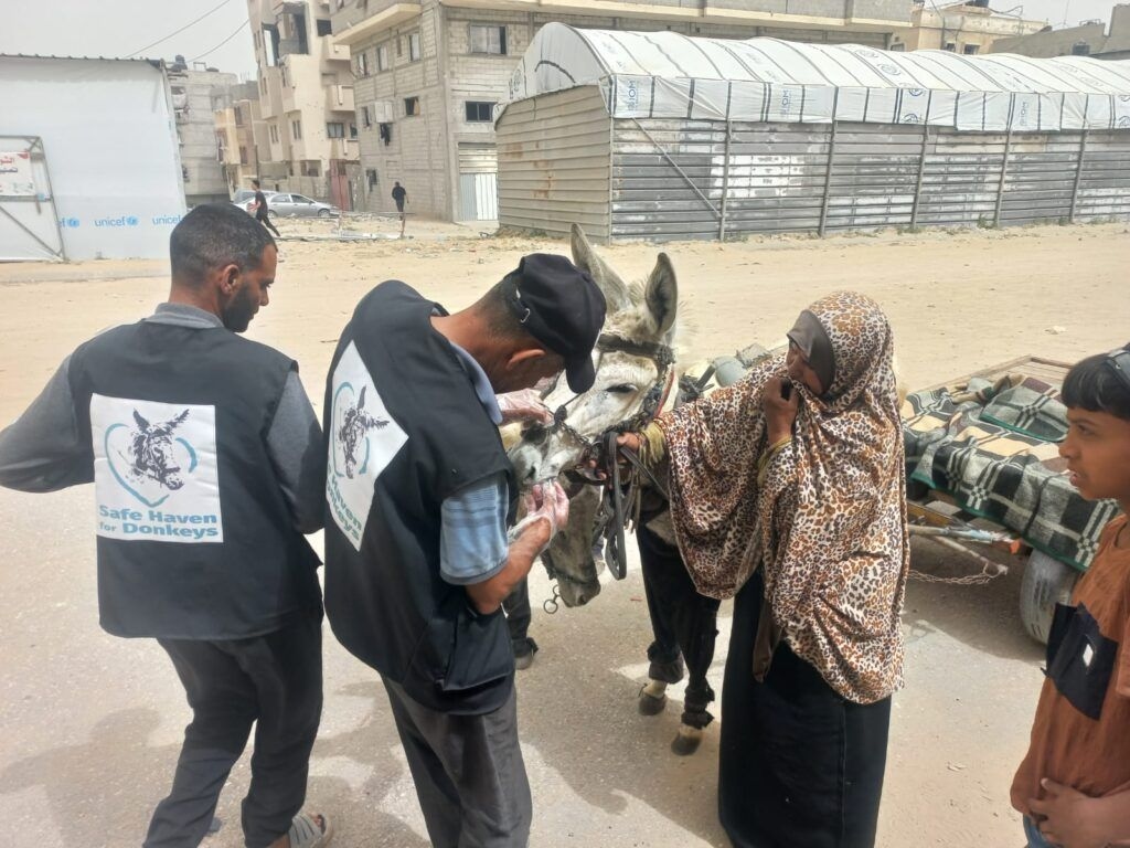 Volunteers from the mobile veterinary clinic in Gaza at work. Photo: Safe Haven for Donkeys