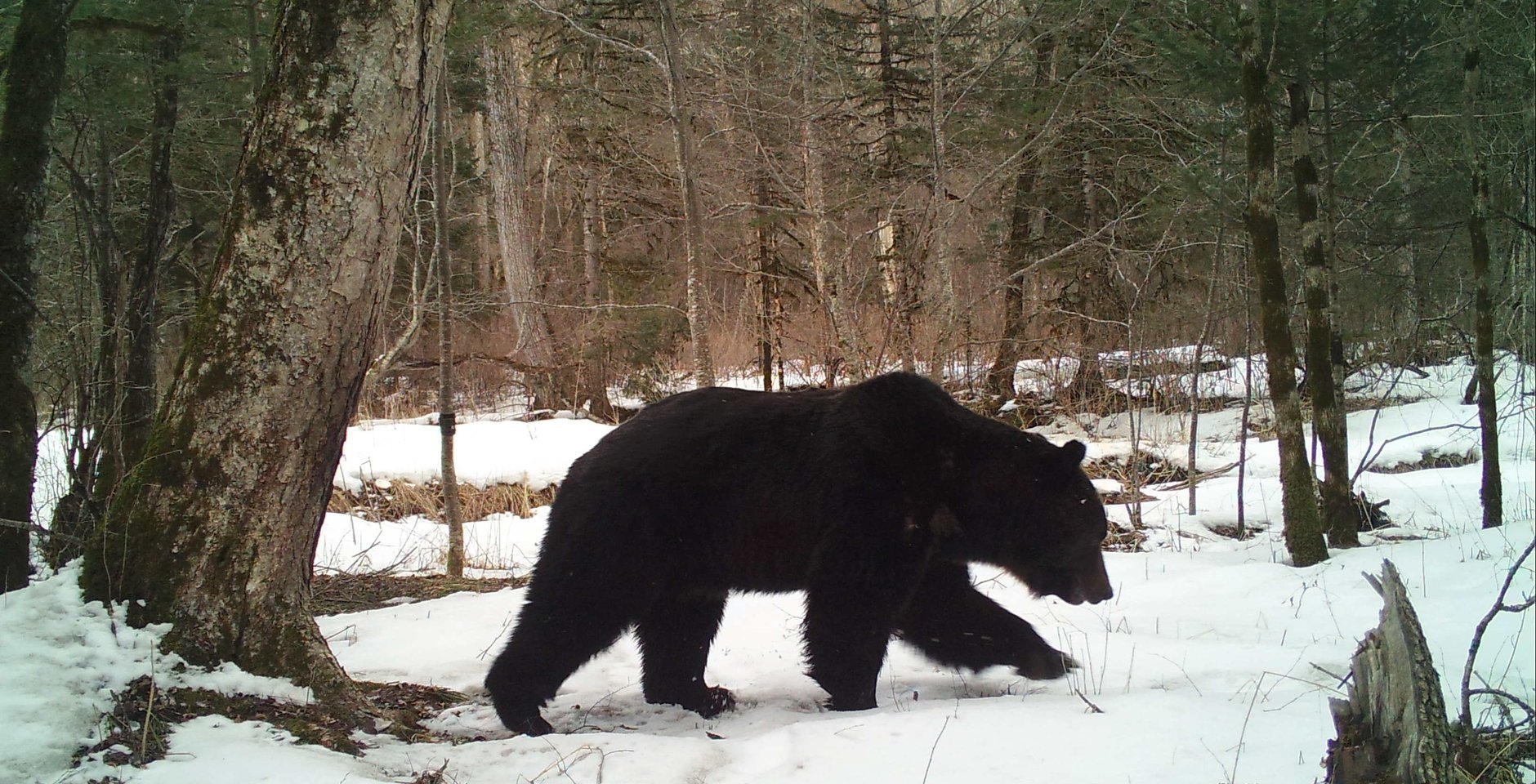 The Asian black bear, a vulnerable species under threat of extinction, captured on a trail camera. Photo: «Wild Nature of Russia» («Дикая природа России»)