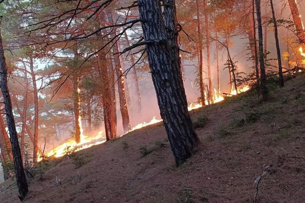 Photo: Wildfire near the village of Krinitsa / social media