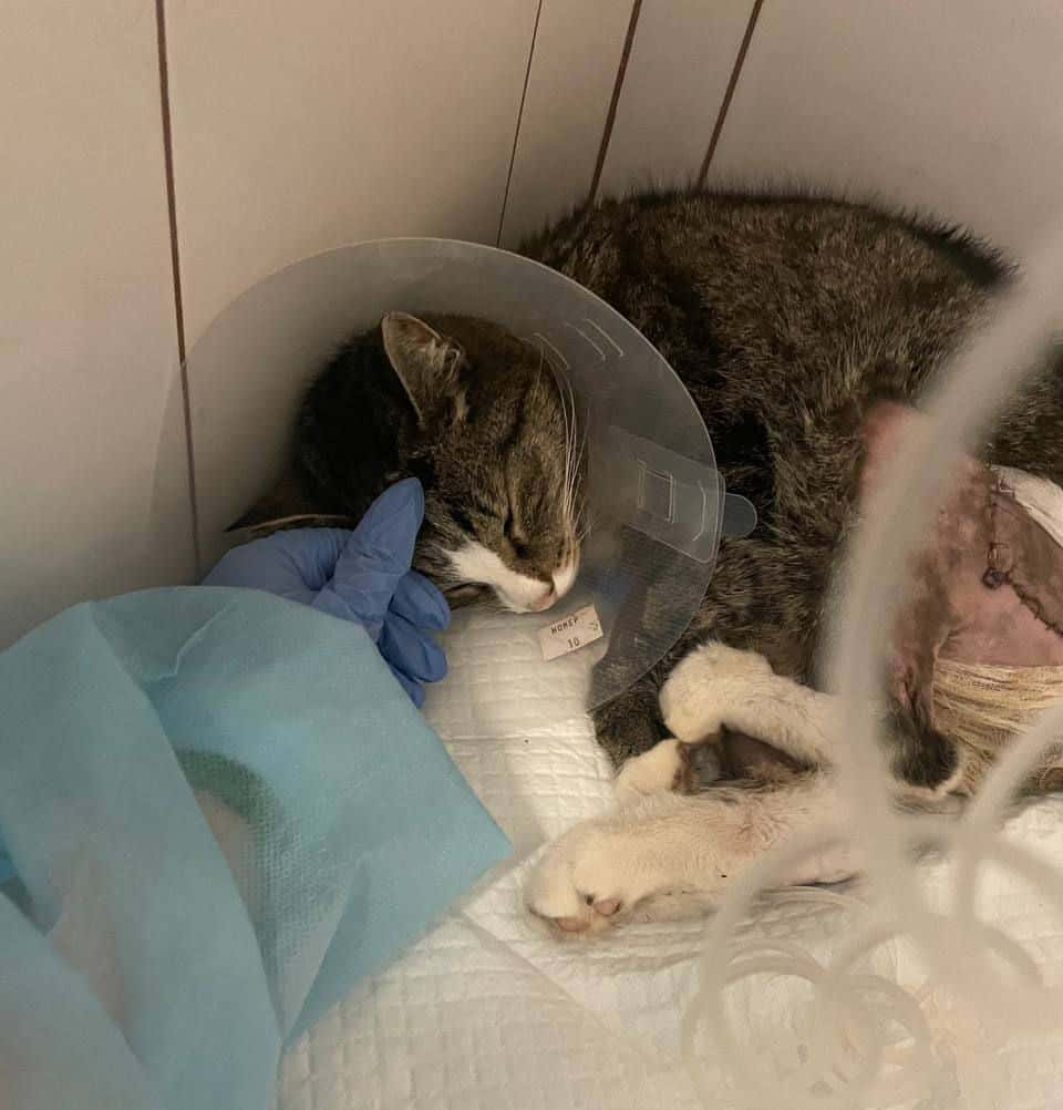 Тверское МВД возбудило дело об изнасиловании кота. Его состояние стабильно тяжелое