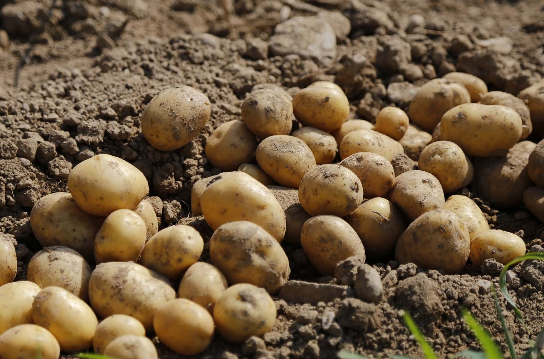 The hundred-ruble tuber: How potatoes became Russia's posh produce