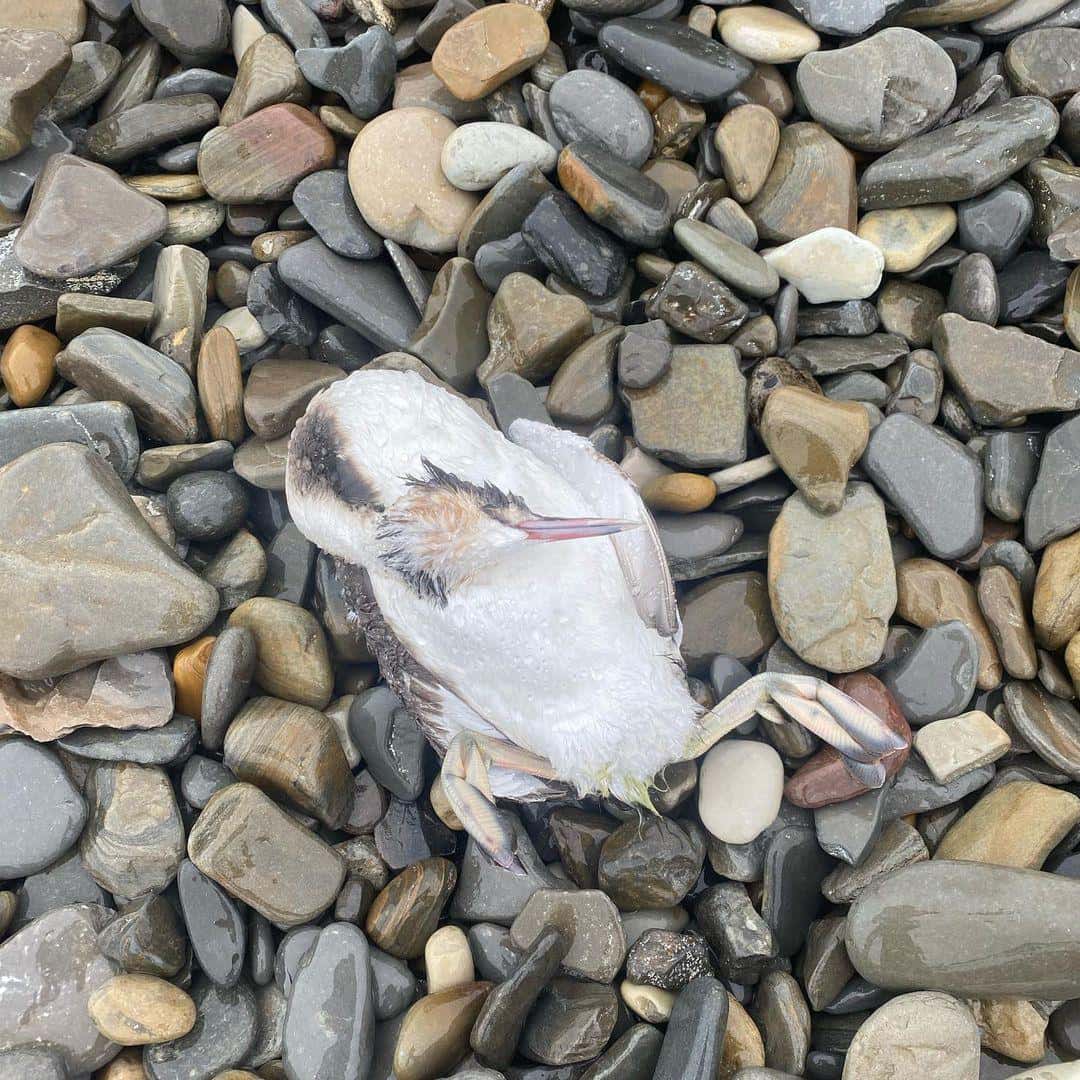 Жители Краснодарского края сообщили о массовой гибели птиц и дельфинов на побережье Черного моря