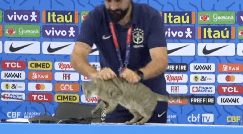 Пресс-атташе сборной Бразилии по футболу сбросил кота со стола и вызвал этим скандал