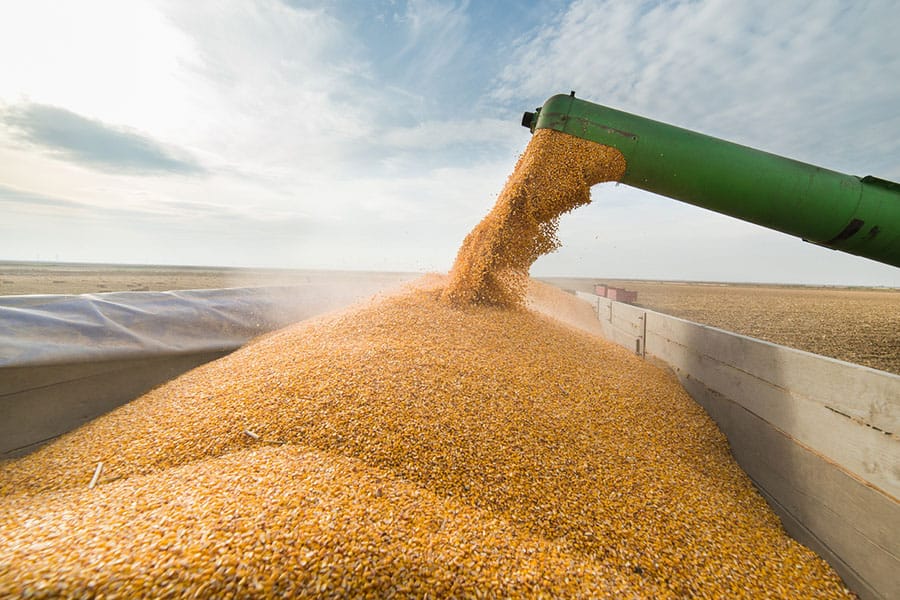Not famine but a new Arab Spring: The global impact of grain shortages caused by the war in Ukraine