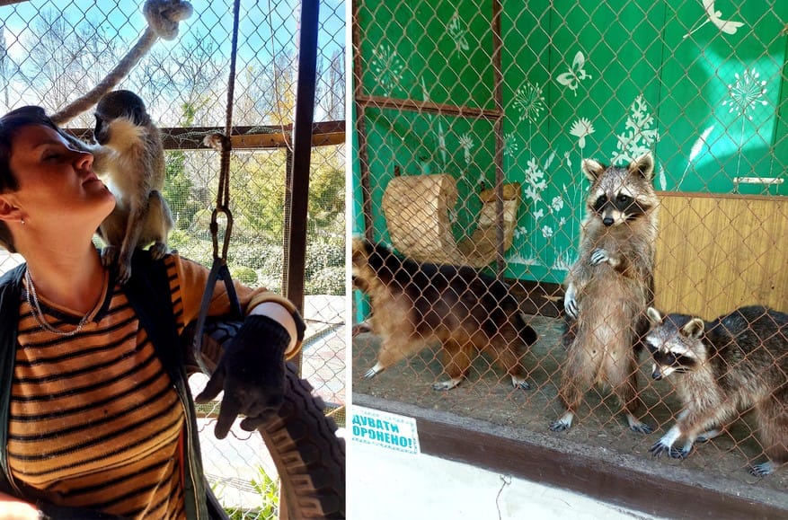 “Charlyk is a monkey and Anfisa is his girlfriend. They died”: Close to 300 animals drown at Nova Kakhovka private zoo