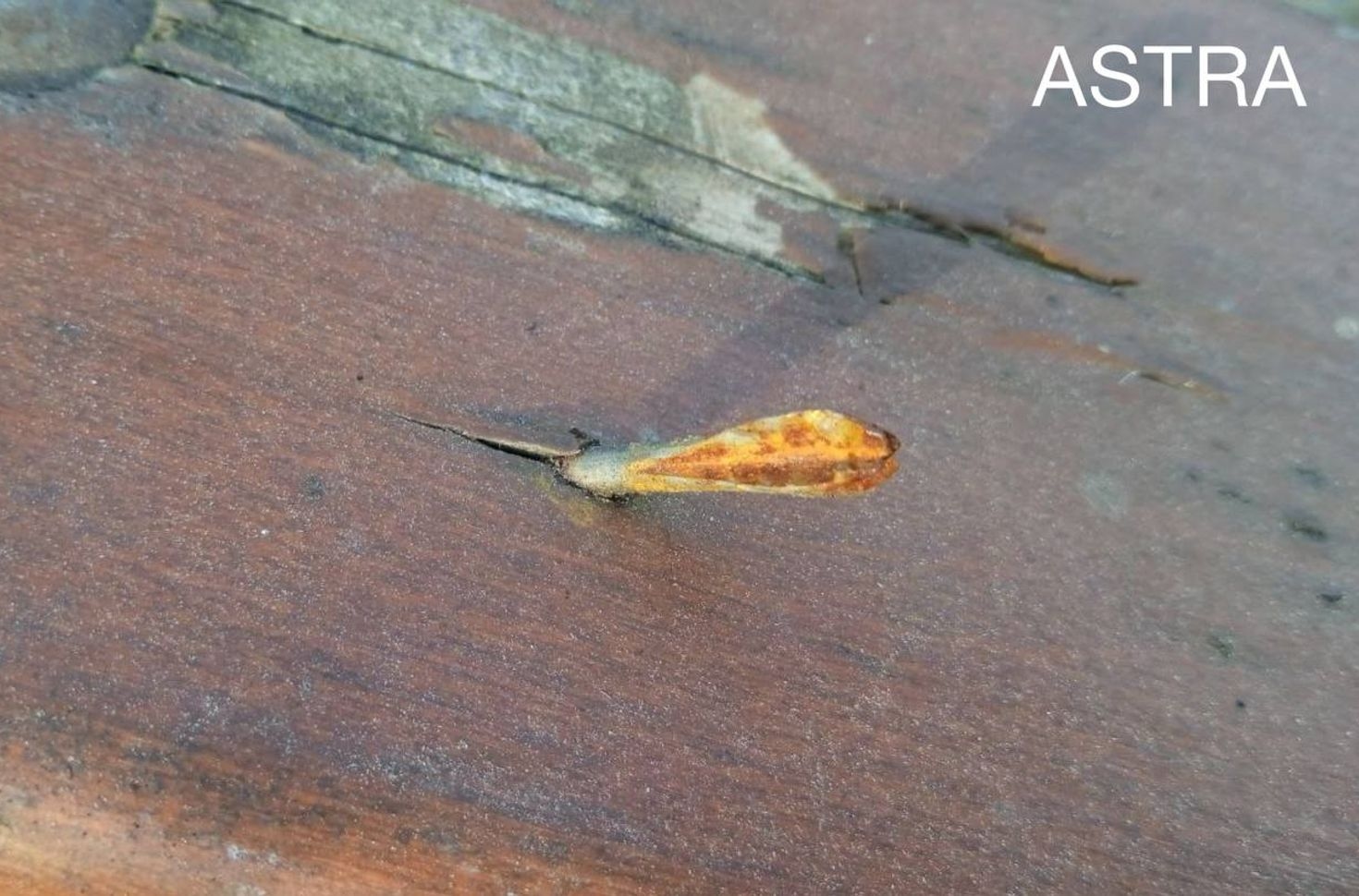 A Bucha resident shared photos of the fléchettes he found in his backyard with the ASTRA Project of Independent Journalists.