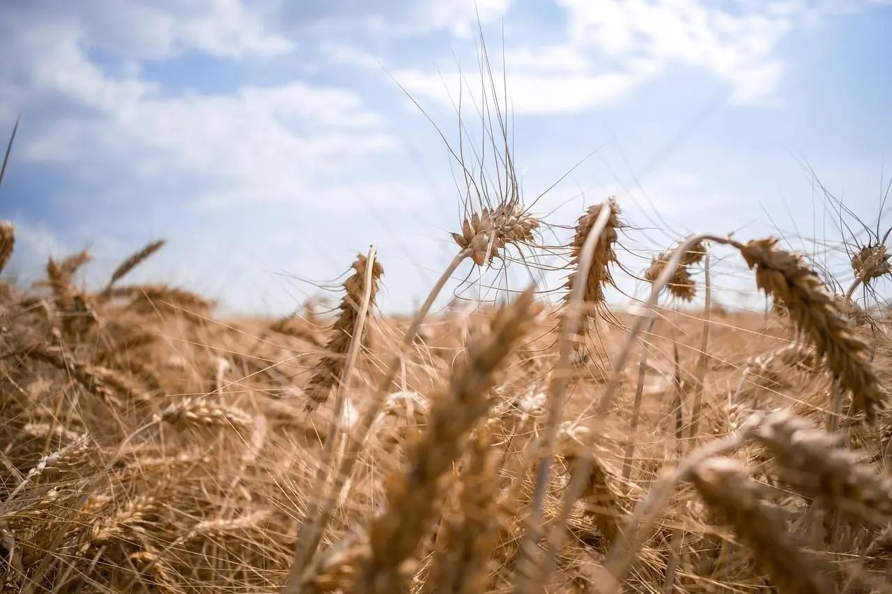 Food for naught: The effects of Russia's war have left its grain producers on the verge of bankruptcy