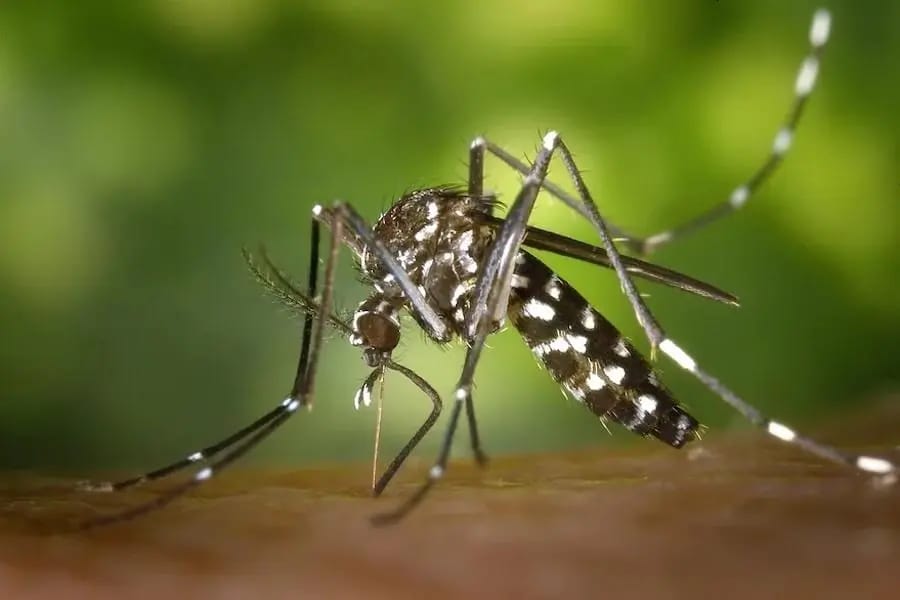 Killer mosquitoes: As the climate changes, African diseases are spreading to Europe