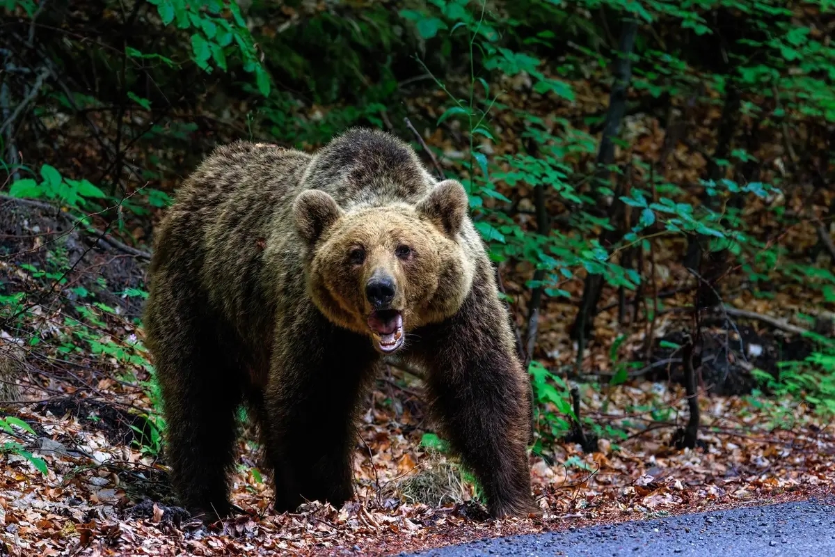 Photo: gigello/Shutterstock/FOTODOM