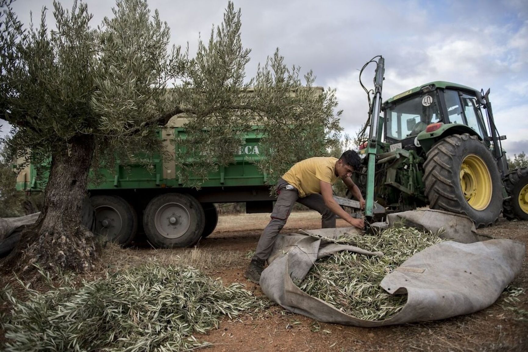 Migrants account for up to 80% of olive harvesters in some regions of Spain