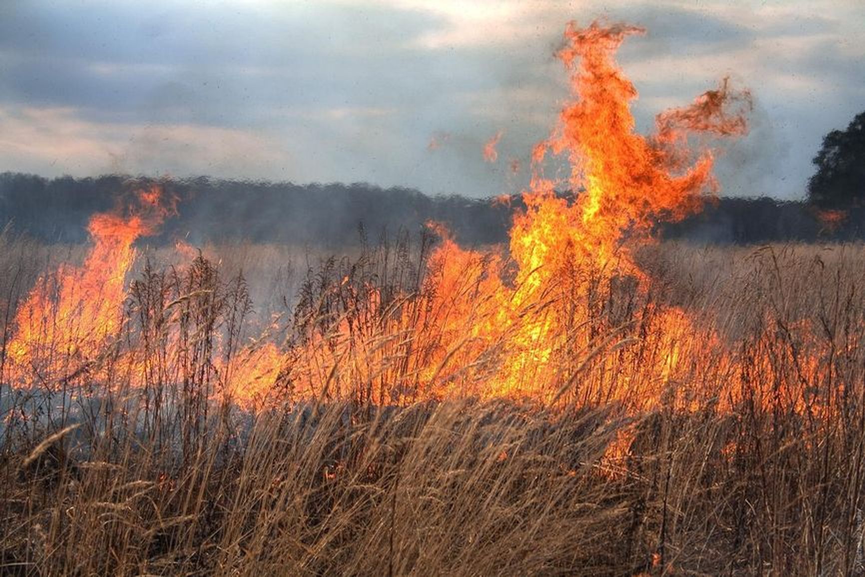 Dry grass fires often spread to nearby forests.