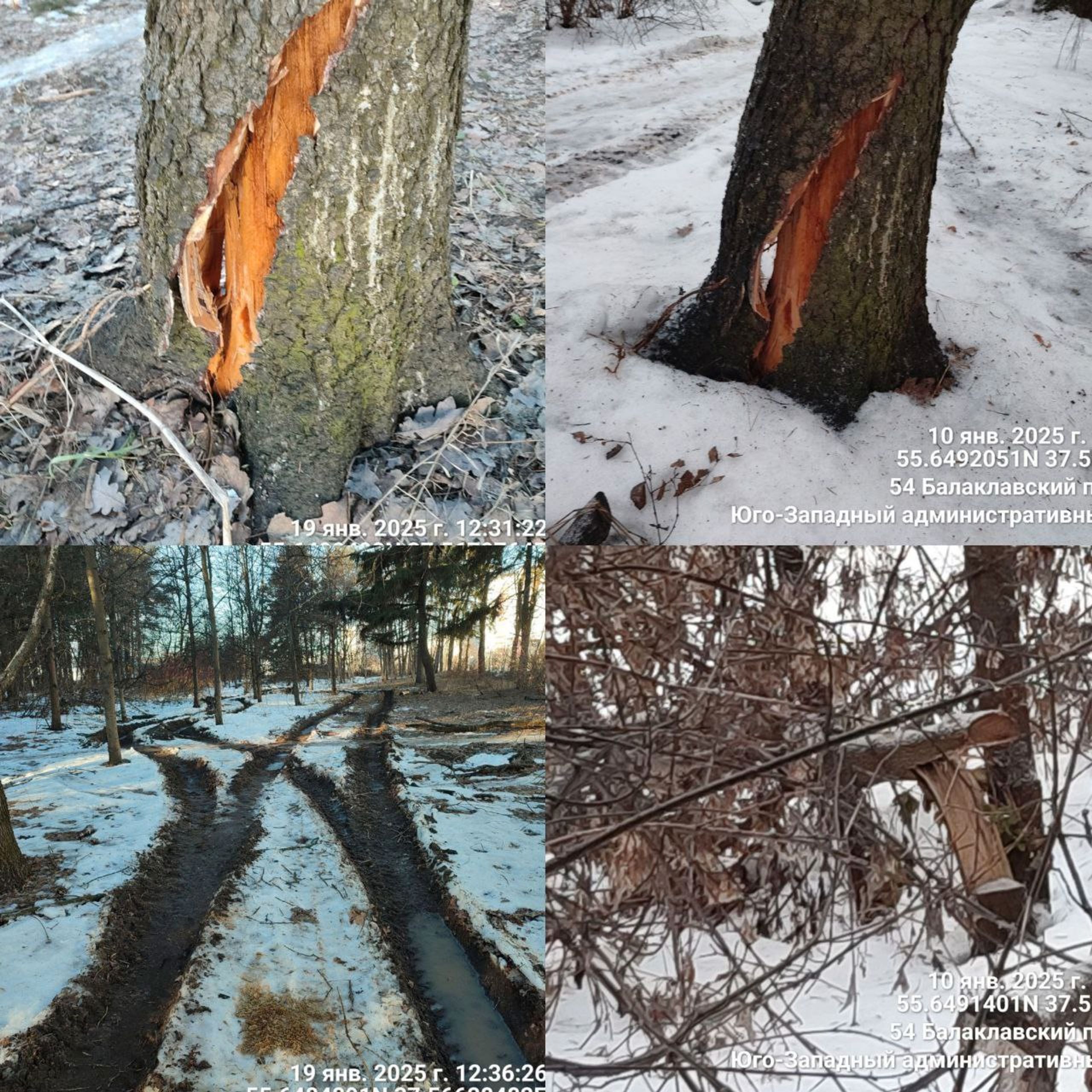 The results of “improvement” in the Bitsa Park