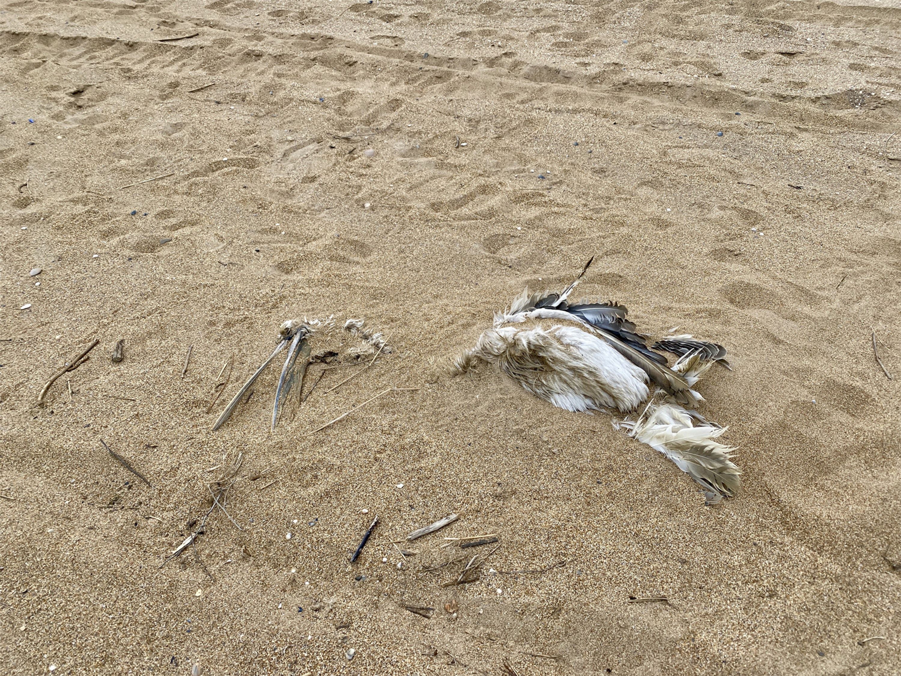 Dead pelican in the southern part of Karaman-6 beach in Makhachkala