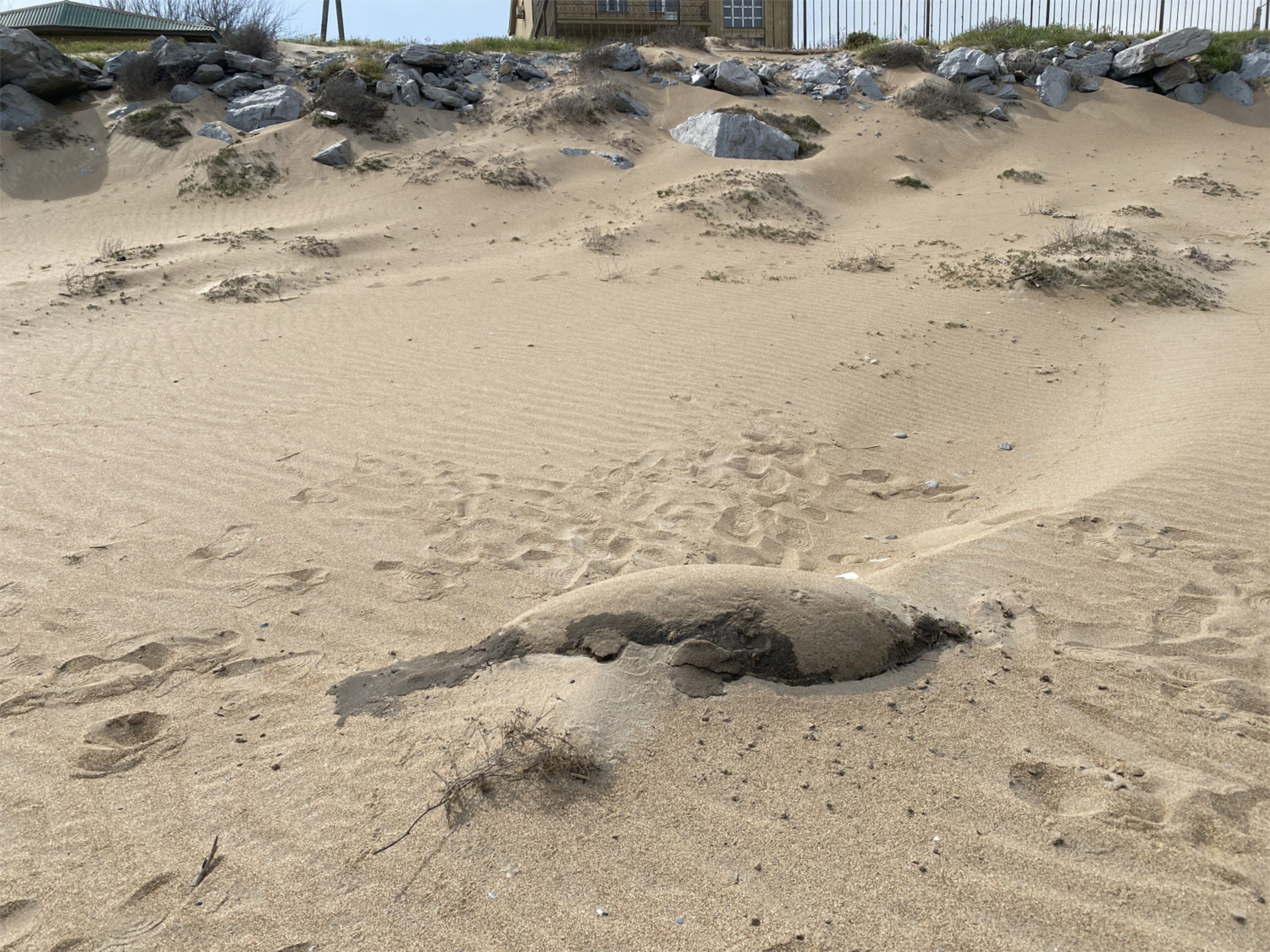 Dead seal on the beach in the Karaman-6 area