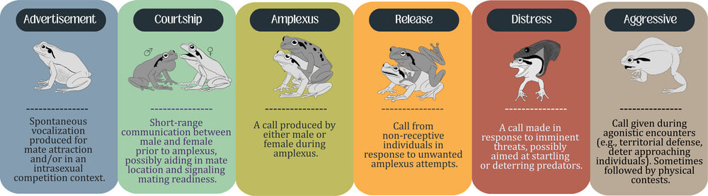 Авторы работы выделили 6 типов вокализации, применимых к обоим полам лягушек