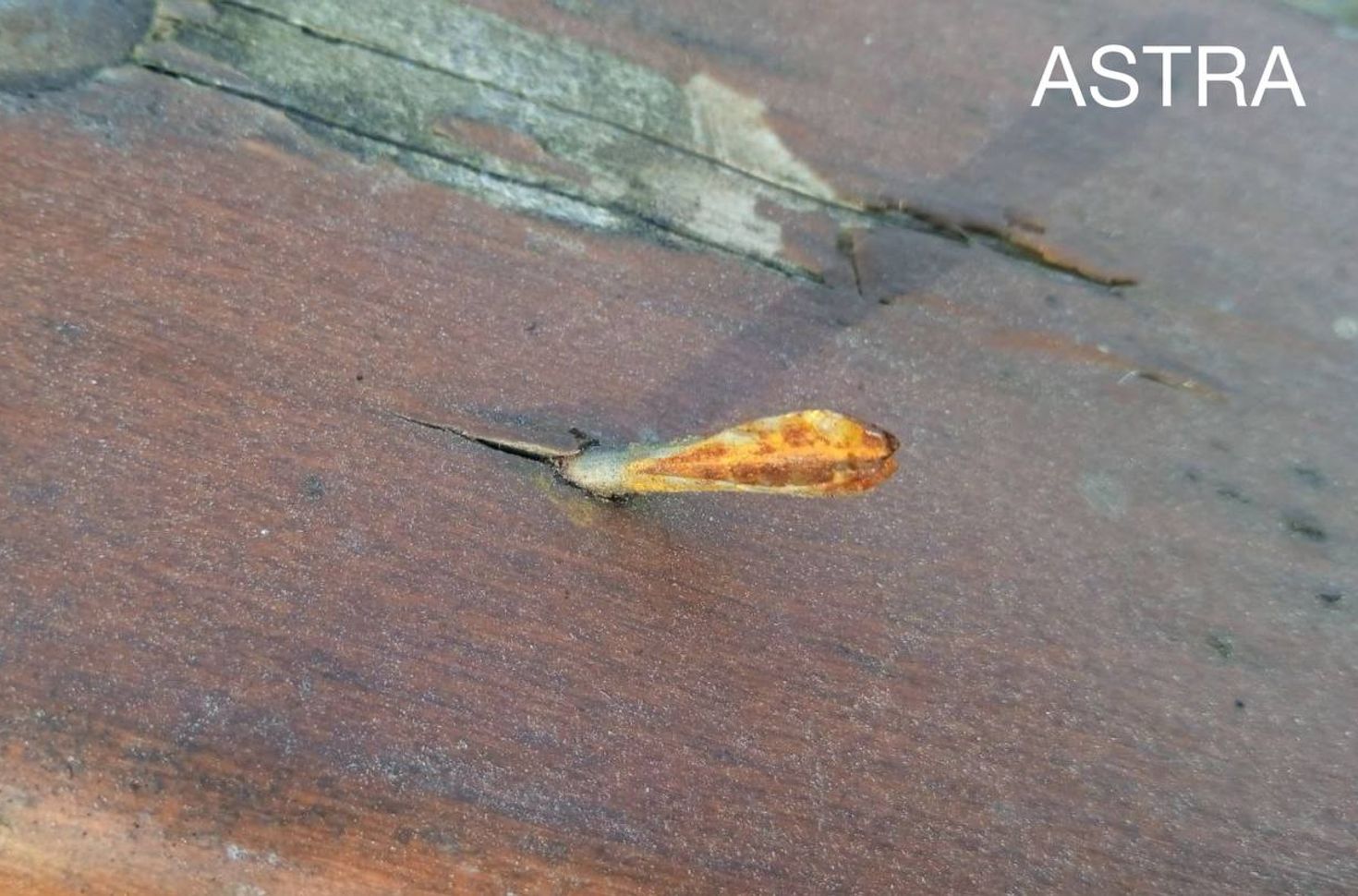 A Bucha resident shared photos of the fléchettes he found in his backyard with the ASTRA Project of Independent Journalists.