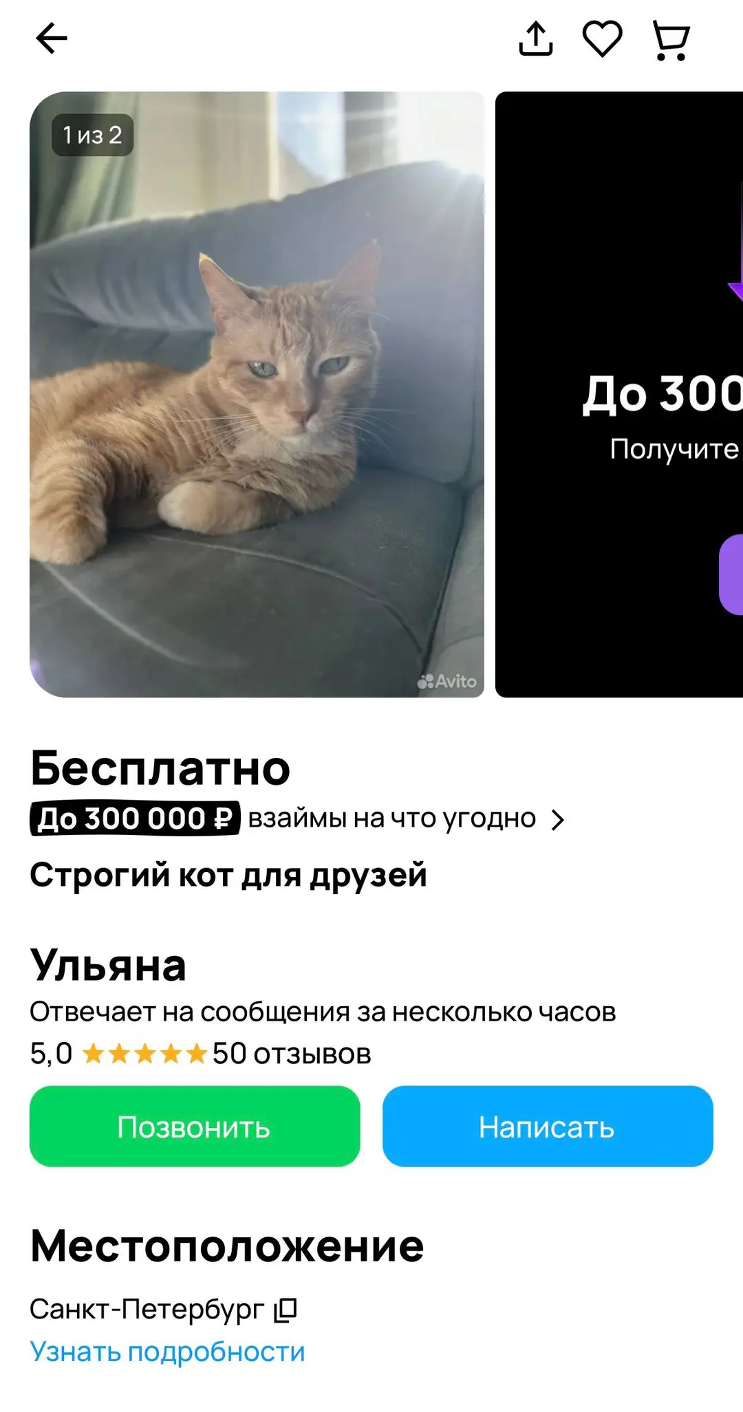 The nominal Avito listing offering a cat for adoption — which was in fact being used as a chat